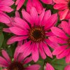 echinacea magenta pearl 77401 1