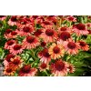echinacea meditation orange 2