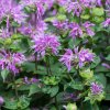 monarda bee pretty 1