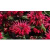 monarda bee happy 3
