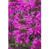 monarda bee free 5