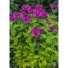 monarda bee free 74283 2