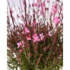 byliny i trawy gaura 71359 1