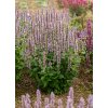 agastache blue fortune 3