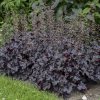 HEUCHERA PRIMO BLACK PEARL CORAL BELLS WG HEUBP 01