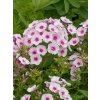 Phlox Flame Pro Soft Pink