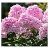 phlox paniculata flame pro pink pop floks wiechowaty