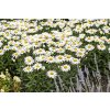 leucanthemum snow cap 8