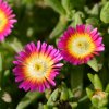 Delosperma Jewel of Desert Ruby