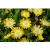 Delosperma Jewel of Desert Peridot