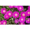 15208 Delosperma Jewel Of Desert Opal
