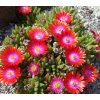 delosperma cv jewel of desert grenade dw