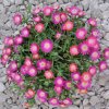byliny i trawy jewel of desert 78169 2