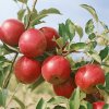 malus domestica jablon jonathan m26 600x600