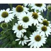 Echinacea Alba Purpurea White Swan p5 2