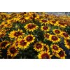 rudbeckia shining smielyz 72976 2