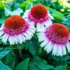 Echinacea Strawberry and Cream