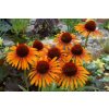 echinacea flame thrower 79689 3