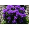 Campanula Genti Blue Week 23 fcu resize 2