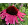 echinacea purpurea fatal attraction zonnehoed