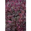 heuchera can can 4