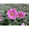 anemone x hybrida bressingham glow 12