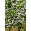 byliny i trawy hypsela 76419 3