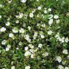 Cistus obtusifolius LD 1000781 2