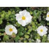 Cistus obtusifolius2