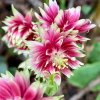 aquilegia vulgaris var stellata nora barlow