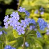 brunnera alexanders great 2