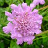 Scabiosa Flutter Rose Pink