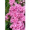 byliny i trawy summer flowering 76355 3