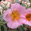 helianthemum wisley pink