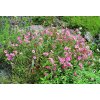2875 Helianthemum Wisley Pink