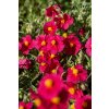 byliny i trawy helianthemum 75452 6