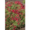 byliny i trawy helianthemum 75452 7