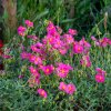 makkelijke planten helianthemum ben hope 768x768