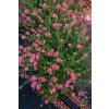 byliny i trawy helianthemum 74494 3