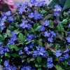 ceratostigma plumbaginoides close up 1600x1600