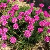Armeria maritima Abbey Deep Rose pazsitszegfu e1614784849251
