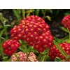 Achillea millefolium Paprika Paprika Yarrow3