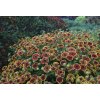 Helenium hybrid Mariachi Bandera HELBAN PLN 2 A 980x660
