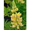 lupinus gallery yellow shade 600x600