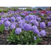 pierwiosnek fioletowy Blue Selection primula