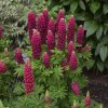 Lupinus polyphyllus Legendary Red ShadesЛупинус1