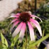 echinacea purpurea fountain pink eye purpursolhat