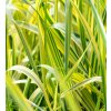Phalaris arundinacea Arctic Sun