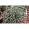 Ficinia truncata Frosty Morning Фициния3