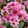 BERGENIA DRAGONFLY SAKURA PIG SQUEEK TN BERDS 01 1024x1024